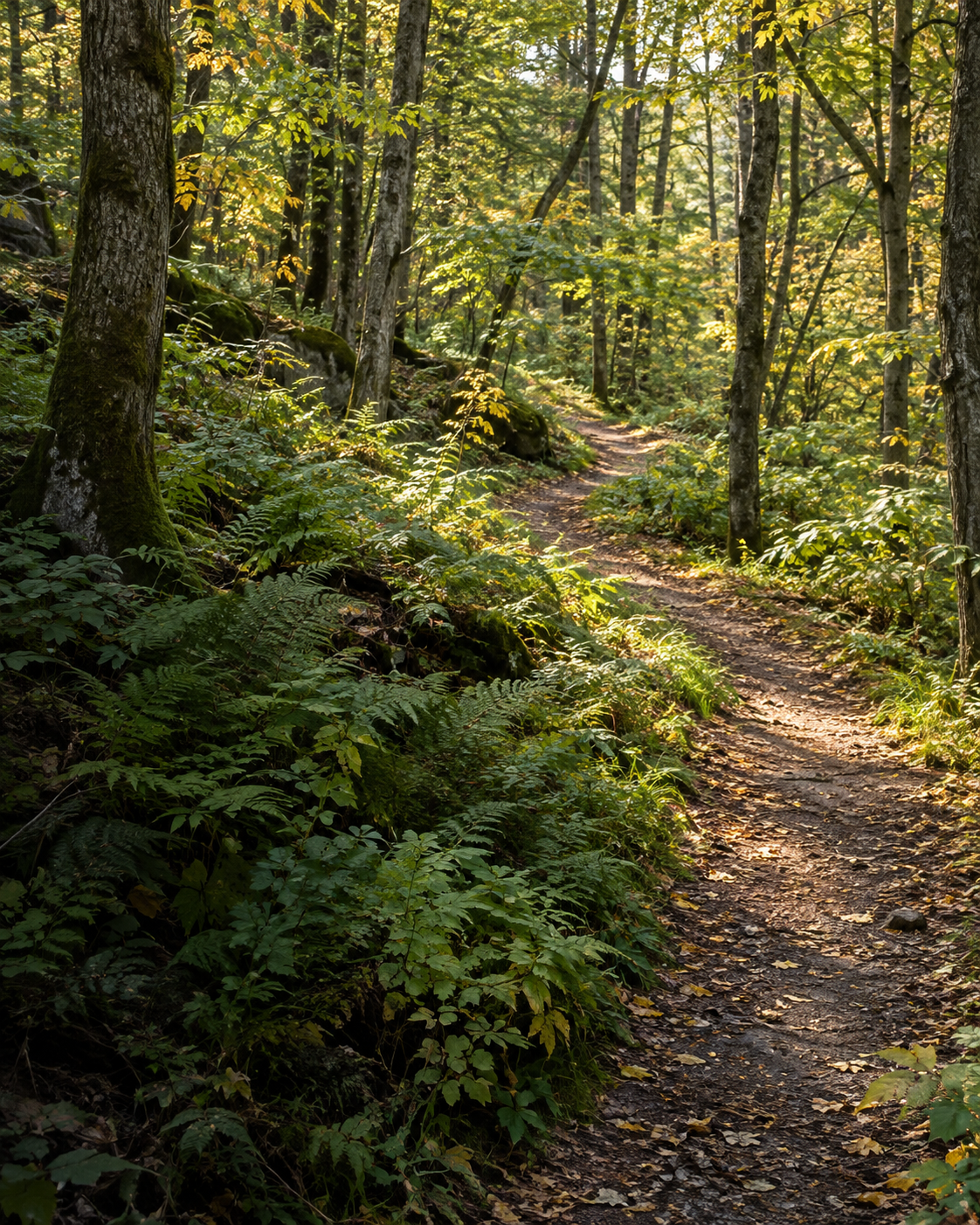 An illustrative woodland path in soft afternoon light